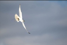 Seltener Greifvogel: Wertvoller weißer Falke in Osttirol verschwunden 