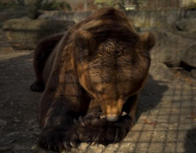 SVE OČI UPRTE U MEDENOG, A ON BAŠ I NIJE POUZDAN METEOROLOG! Izašao, prošetao..., ali medvedica  Dunja iz Beograda rekla svoje! Evo da li je zimi kraj (VIDEO)