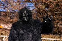 Faschings-Regeln: Darf ich als Gorilla mit dem Auto fahren?