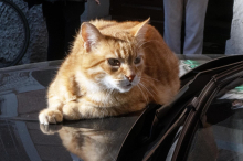 Tragisches Ende: Eine ganze Stadt trauert um ihre berühmte Katze