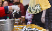 Svaki peti proizvod od ribe i morskih plodova lažan?