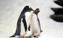 Znanstvenici upozoravaju na soj ptičje gripe koji bi mogao usmrtiti 100 posto zaraženih životinja