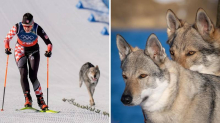 Ni uzgajivač čehoslovačkog vučjeg psa nije siguran! 'Teško je procijeniti radi li se o vuku...'