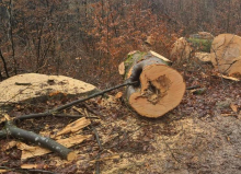 Pri spravilu lesa se je smrtno ponesrečil 44-letnik