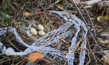 Stručnjaci istražuju morske vrance na Brijunima, u gnijezdima pronađena plastika