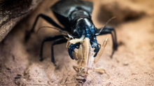 Tiere: Experten beleuchten die wunderbare Welt der Laufkäfer