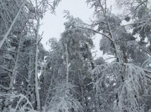 Opozorilo: Ne hodite v gozd! Poškodovanega približno 50.000 kubičnih metrov drevja.