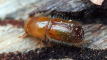 Borkenkäfer: Strenger Winter bremst Borkenkäfer in Sachsen nicht aus