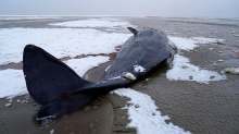 Notfall in der Nordsee: Mehrere Pottwale in Dänemark gestrandet