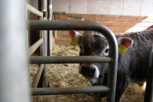 Kärntner „Wutbauer“ muss wegen Tierquälerei vor Gericht