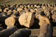 Najdražji hlod na licitaciji vrednejšega lesa prodali za slabih 30 tisoč evrov