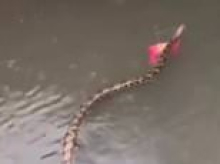 Frightening moment massive snake swims through Bali street as tourist island floods