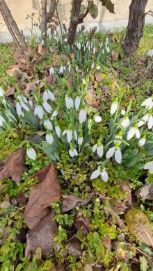 Šta znači ako visibabe procvetaju pre kraja februara? Bašte su ih pune, evo šta priroda poručuje i zašto treba da se zabrinemo