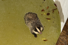 Dachs aus Pool gerettet: „Seine Begeisterung hielt sich in Grenzen“