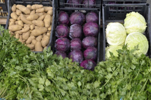 Lani pri pridelovalcih med drugim višje cene sadja, žit in goveda, nižje cene za krompir in prašiče