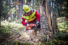 Forstunfälle als Gefahr : „Forstarbeiten alleine im Wald sind lebensgefährlich“