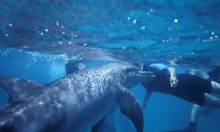 Znanstvenici na pragu povijesnog proboja: Ljudi će uskoro razgovarati s dupinima?