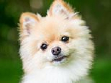 More Brits are insuring their PETS than insuring themselves, study finds