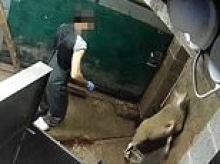The horrific halal slaughter video and a troubling question: As we reveal 200m animals a year are killed by having their throats cut while still conscious, how so many are eating it without realising. Special report by SUE REID