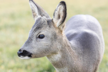 Ewigkeitschemikalien: Rehe sind mit gefährlichen chemischen Stoffen belastet