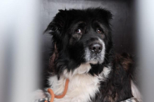 Abgenommene Hunde in Trofaiach: Schicksal von Mischlingshunden Schurli und Henriette noch nicht geklärt  