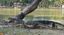 Riesenechsen in der Metropole: Wo Warane zwischen Wolkenkratzern baden