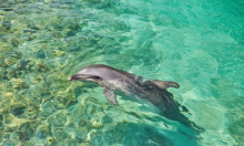 Kemikalije iz televizora i laptopa pronađene u mozgovima dupina i pliskavica