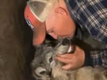 Outrage as Wyoming man accused of unthinkable acts against a wolf avoids jail time