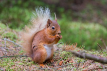 VEVERICE SAME POSADILE ČITAVU ŠUMU HRASTA NA VRŠAČKIM PLANINAMA: Niklo više od 30.000 sadnica, meštani oduševljeni!