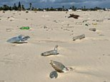 Plastic in paradise: Photos show winter sun destination popular with British tourists strewn with litter