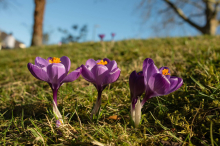 Bis zu 18 Grad: Auf die Steirer warten die (bisher) wärmsten Tage des Jahres