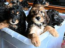 Family stunned as their dog gives birth to record-breaking 17 puppies after 13-hour labour