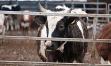 Alarm u EU: U govedini iz Brazila otkriven zabranjeni hormon, dio mesa već pojeden