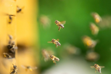Summende Beute: Ungewöhnlicher Diebstahl in Kärnten 