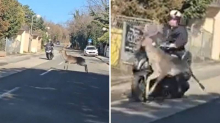 VIDEO Šok snimka iz Zagreba. Jelen se zabio u vozača skutera i oborio ga: 'Stalno ih viđamo...'