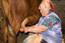 Stana je prodala jedinu kravu da komšijin sin Milan ode na studije: Selo ju je zvalo ludom, a posle 10 godina desilo se nešto neočekivano ispred njene straćare
