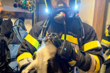Akkumulator fing Feuer: Feuerwehr rettet Katzen aus schwerverrauchter Wohnung 