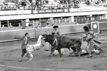 KORIDA U BEOGRADU! Prva borba s bikovima van Španije održana kod nas: U saradnji s gradskim vlastima odlučeno je da se arena napravi na stadionu na Tašmajdanu