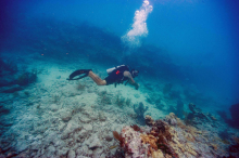 Franzobels Einwürfe: Taucher sind wie Bayern München, Schnorchler wie Admira Wacker