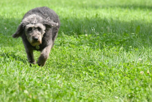 V Nemčiji pes s steklino iz Rusije. Uprava opozarja na previdnost pri uvozu.