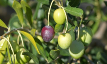 Maslinova ulja iz Hrvatske pomela konkurenciju u New Yorku: Imamo 9 zlata više od Talijana