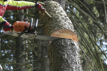Kärntner bei Forstarbeiten von Baum am Kopf getroffen und verletzt