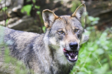 Heftige Kritik: In Kärnten wurden am meisten Wölfe getötet