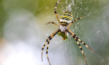 Znanstvenici: 'Kukci i paučnjaci važniji su za zdravlje planeta nego što mislimo'