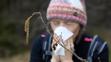 Heuschnupfen: Eine aktuelle Karte zeigt, wo derzeit die meisten Pollen fliegen