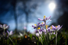 Der Frühling ist da: 17 Grad und Sonnenschein in der Steiermark