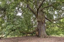 In einer Eiche brannte es: Feuerwehr in Kärnten musste ausrücken