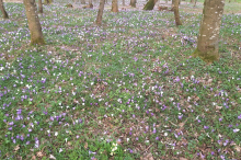 Naturschauspiel: Besucher stürmen Krokuswälder rund um Udine