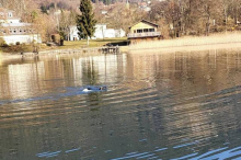 Ungewöhnlicher „Badegast“ wurde aus dem Ossiacher See gefischt 