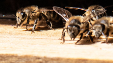 Tierisches im Parlament: Bienen im Bundestag sind gut durch den Winter gekommen